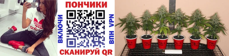 Канабис SATIVA & INDICA  сколько стоит  Полевской 
